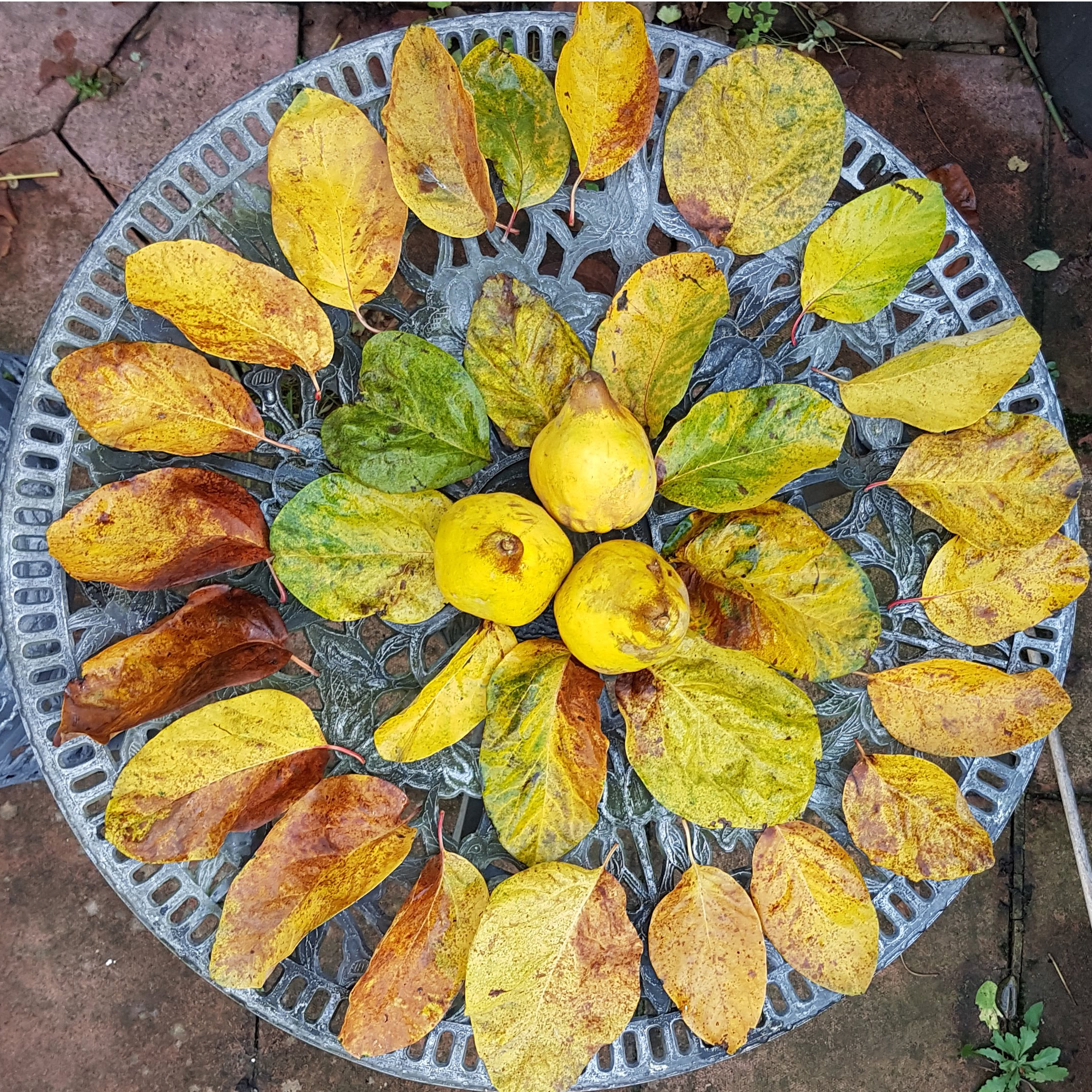Quinces and leaves